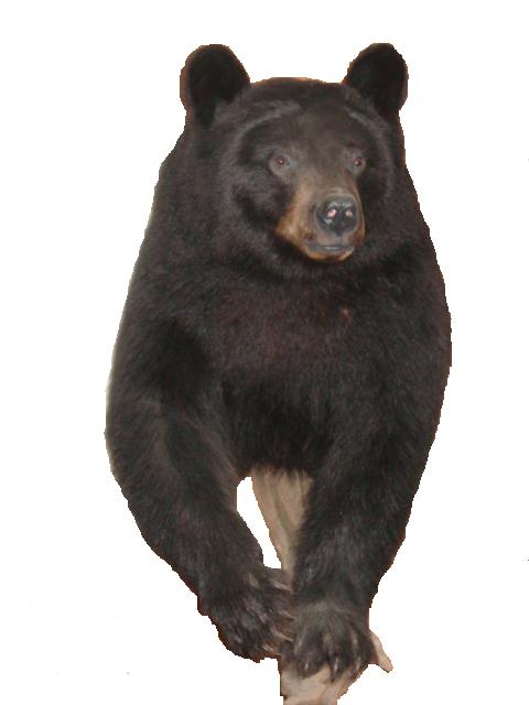 BearPCBC.jpg